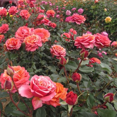 Mieszanina kolorów różowych - Róże pienne - z kwiatami hybrydowo herbacianymi - korona równomiernie ukształtowana